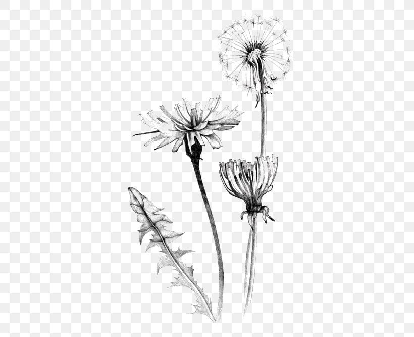 Common Dandelion Drawing Botanical Illustration Art Illustration, PNG, 500x667px, Common Dandelion, Art, Black And White, Botanical Illustration, Cut Flowers Download Free
