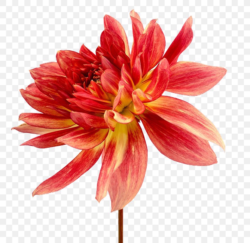 Dahlia Stock Photography Flower, PNG, 800x800px, Dahlia, Alamy, Color, Cut Flowers, Daisy Family Download Free