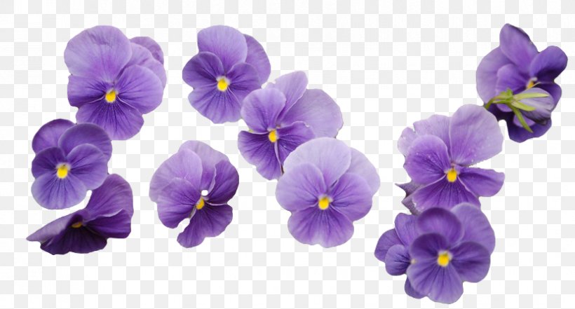Flower Bouquet Purple Innovation Cut Flowers, PNG, 830x447px, Flower, Blue, Cut Flowers, Floral Design, Flower Bouquet Download Free