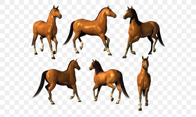 Mustang Foal Akhal-Teke Stallion Mare, PNG, 600x491px, Mustang, Akhalteke, Animal Figure, Colt, Equus Download Free