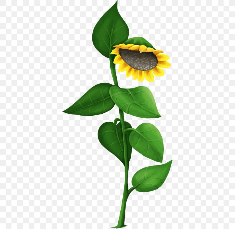 Common Sunflower, PNG, 386x800px, Common Sunflower, Flora, Flower, Flowering Plant, Flowerpot Download Free