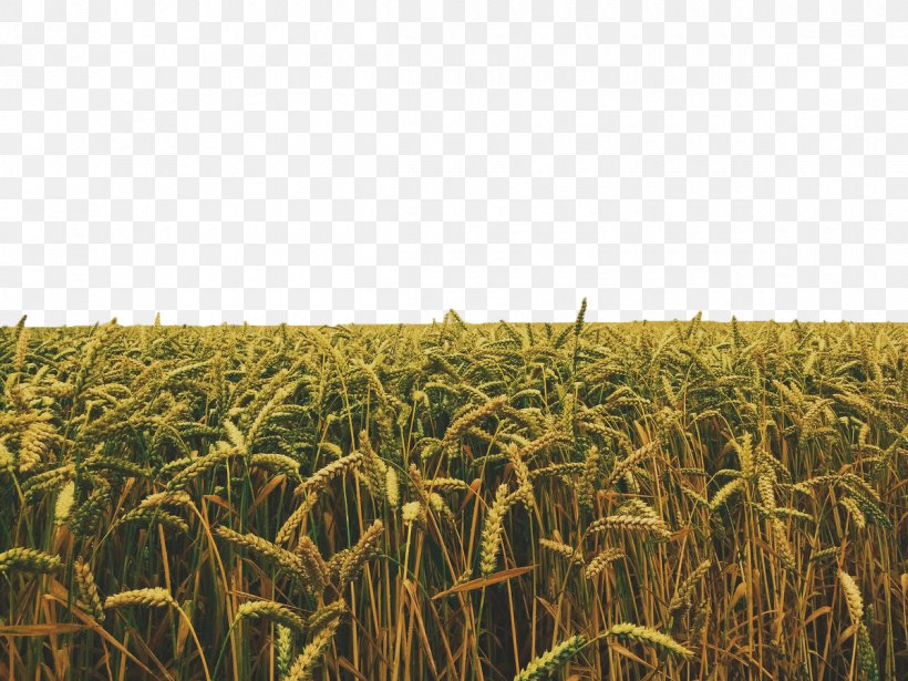Crop Stock Photography Field, PNG, 1200x900px, Crop, Agricultural Land, Agriculture, Barley, Cereal Download Free