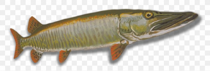Northern Pike Muskellunge International Game Fish Association Walleye Fishing, PNG, 2850x979px, Northern Pike, Angling, Bluegill, Bonyfish, Crappies Download Free