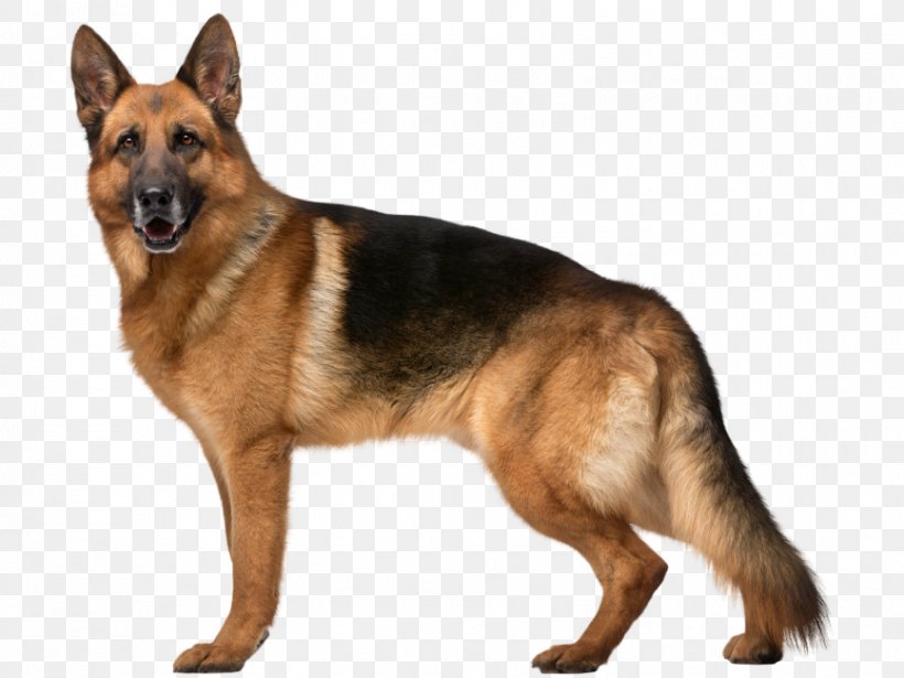 Old German Shepherd Dog Kunming Wolfdog Dog Breed Pet Harness, PNG, 866x650px, Old German Shepherd Dog, Ancient Dog Breeds, Backpack, Belgian Shepherd Malinois, Canidae Download Free