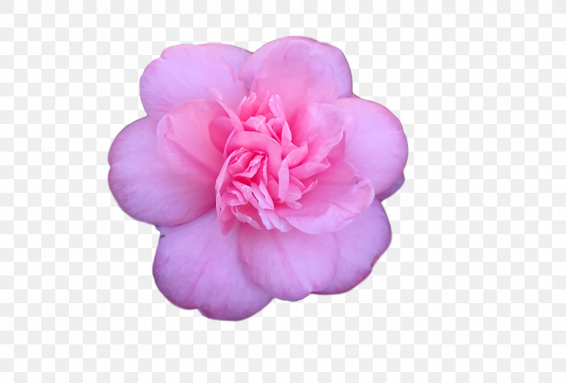 Peony, PNG, 1920x1302px, Peony Download Free