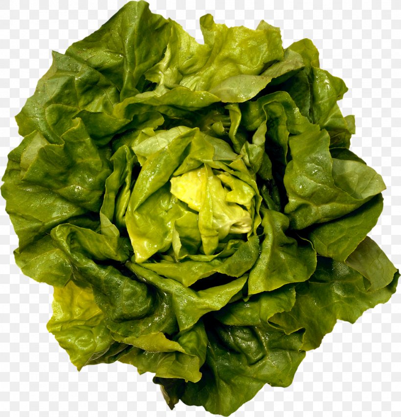 Romaine Lettuce Caesar Salad Greens Butterhead Lettuce Iceberg Lettuce, PNG, 985x1024px, Romaine Lettuce, Butter, Butterhead Lettuce, Caesar Salad, Chard Download Free