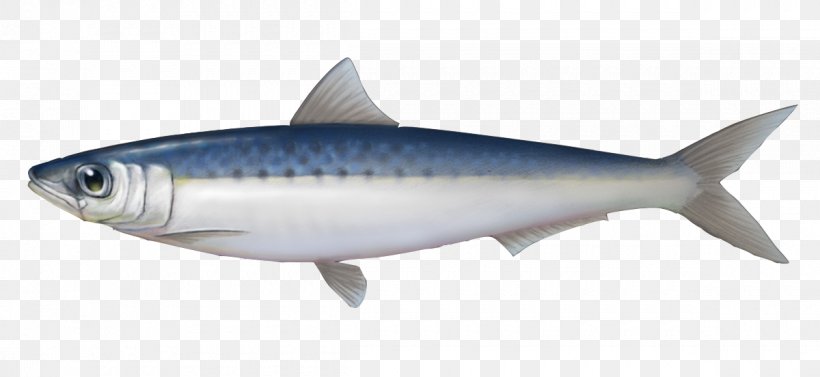 Sardine Mackerel Oily Fish Herring, PNG, 1200x552px, Sardine, Bony Fish, Fin, Fish, Fish Oil Download Free