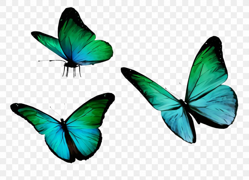 Butterfly Insect Moths And Butterflies Turquoise Wing, PNG, 2352x1700px, Watercolor, Butterfly, Insect, Lycaenid, Moths And Butterflies Download Free