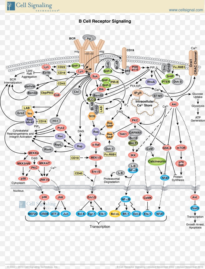 Cell Signaling Signal Transduction B-cell Receptor, PNG, 2392x3126px, Cell Signaling, Area, B Cell, Bcell Receptor, Biological Pathway Download Free