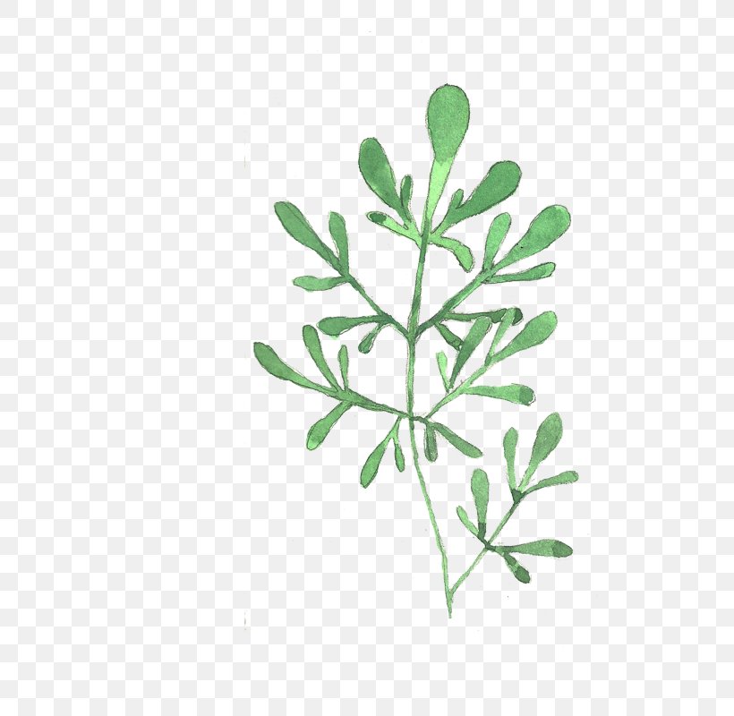 Grass, PNG, 800x800px, Leaf, Branch, Computer Graphics, Drawing, Grass Download Free