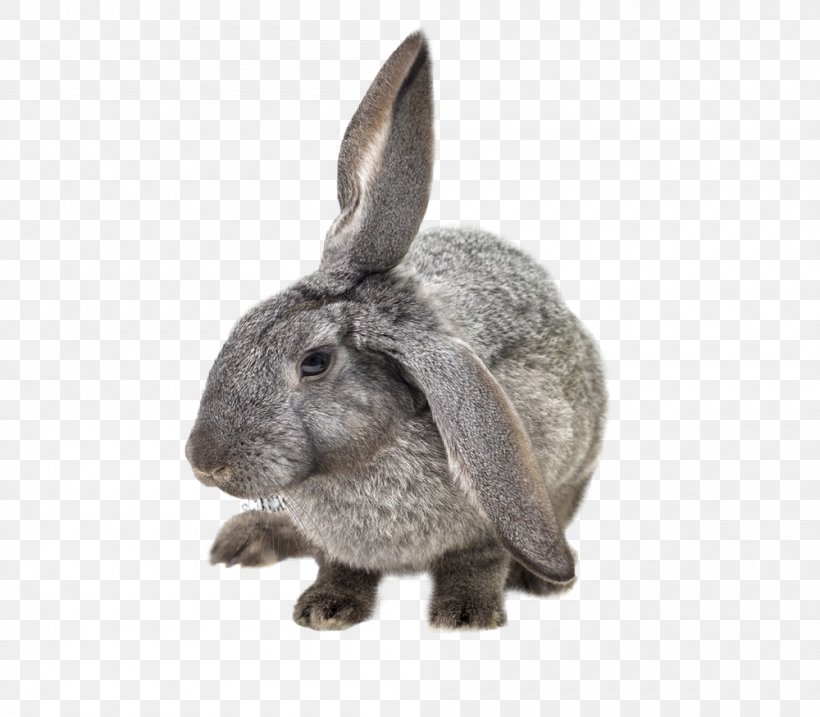 Hare Domestic Rabbit European Rabbit Pet, PNG, 1000x875px, Hare, Animal, Breed, Cat Coat Genetics, Domestic Animal Download Free