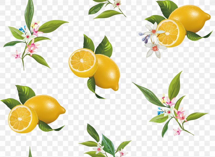 Lemon Bitter Orange Citrus Junos, PNG, 4960x3647px, Lemon, Bitter Orange, Branch, Calamondin, Citric Acid Download Free