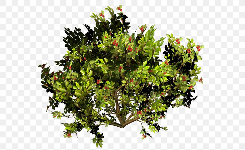 Shrub Branch Tree, PNG, 600x502px, Shrub, Branch, Evergreen, Flower, Flowerpot Download Free