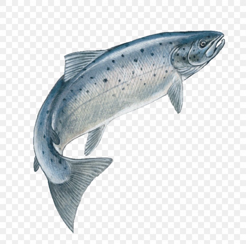 Atlantic Salmon Drawing Trout Chinook Salmon, PNG