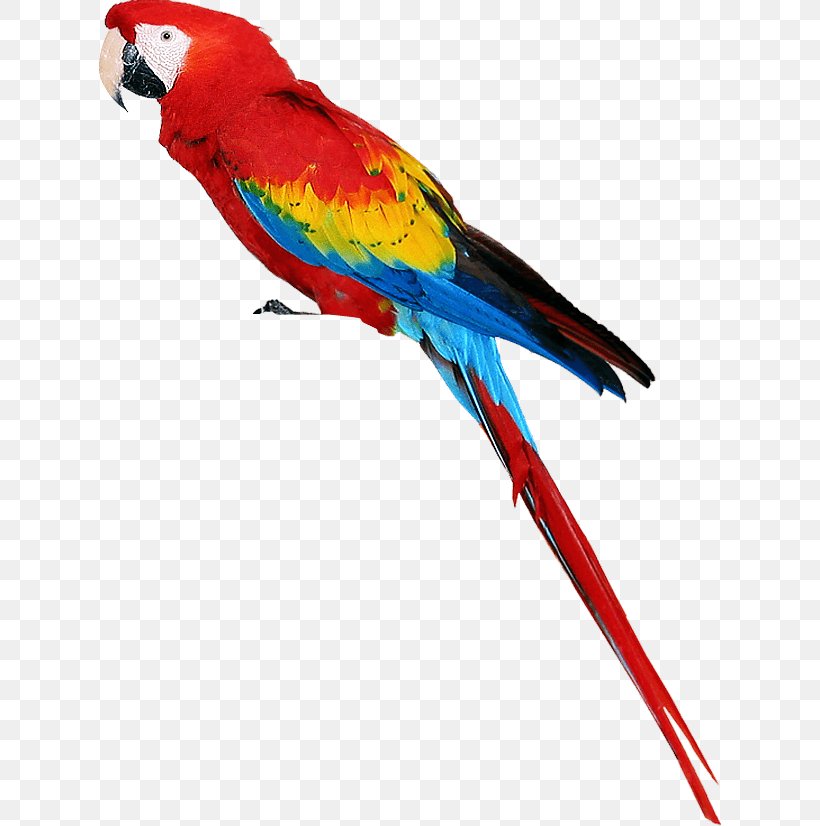 Bird Parrots Of New Guinea, PNG, 622x826px, Parrot, Beak, Bird, Color, Common Pet Parakeet Download Free