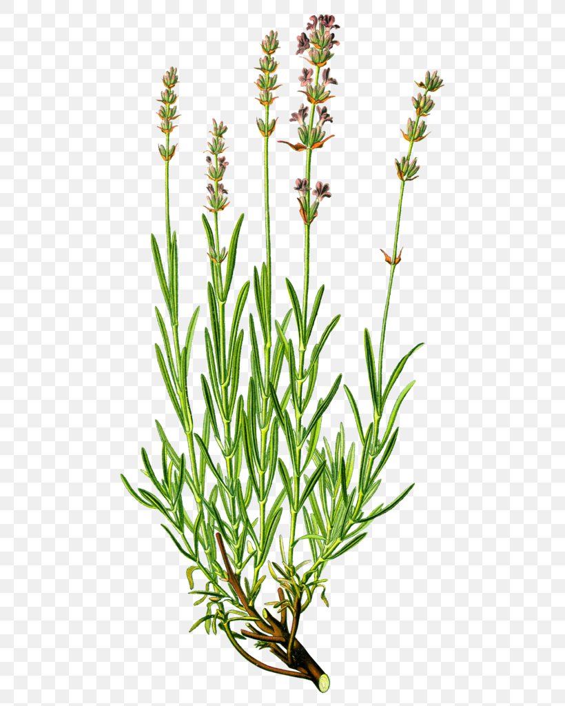 English Lavender Herb Medicinal Plants Essential Oil, PNG, 471x1024px, English Lavender, Aromatherapy, Essential Oil, Flower, Flowering Plant Download Free
