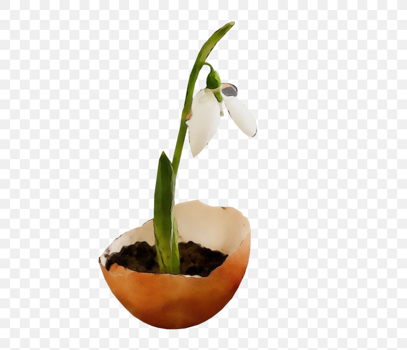 Flower Galanthus Snowdrop Plant Flowerpot, PNG, 522x704px, Watercolor, Amaryllis Family, Cattleya, Cypripedium, Dendrobium Download Free