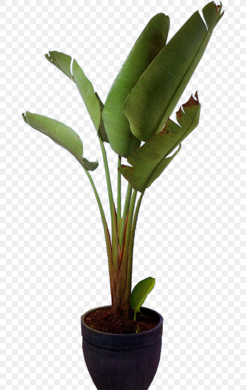 Flowerpot Houseplant Crock, PNG, 682x1296px, Flowerpot, Cactaceae, Crock, Cycad, Ensete Download Free