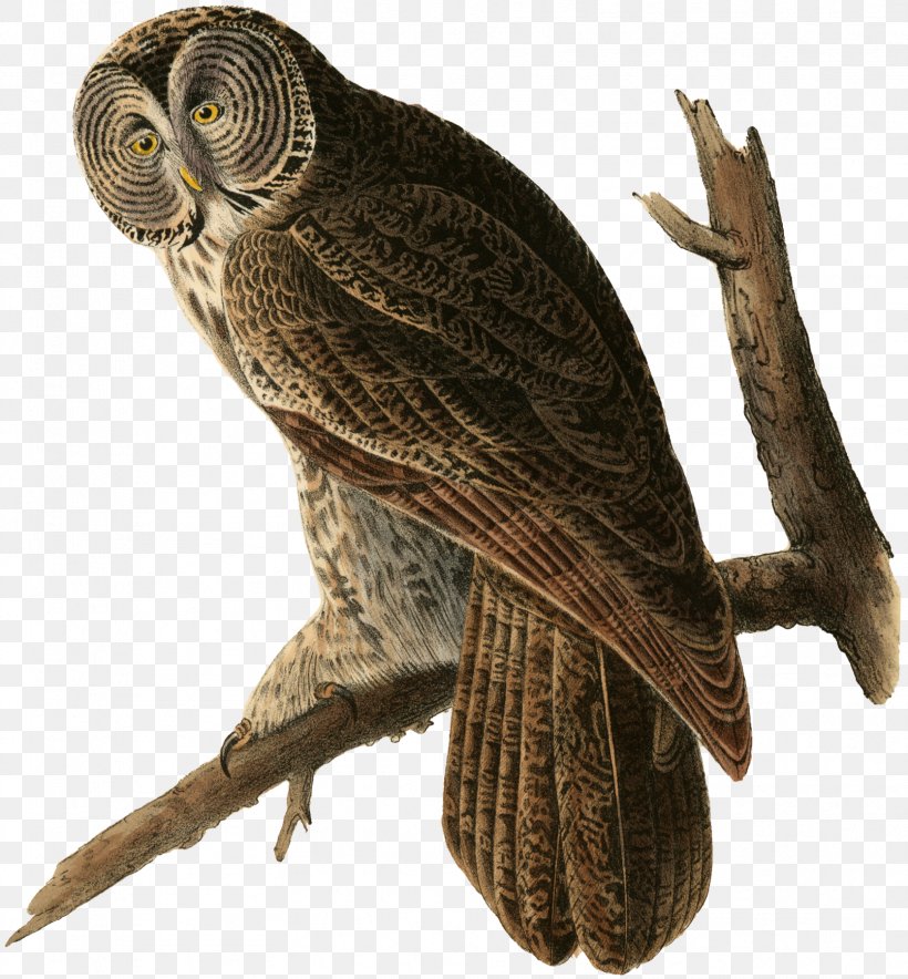 Great Grey Owl The Birds Of America Great Horned Owl, PNG, 1669x1800px, Owl, Barred Owl, Beak, Bird, Bird Of Prey Download Free