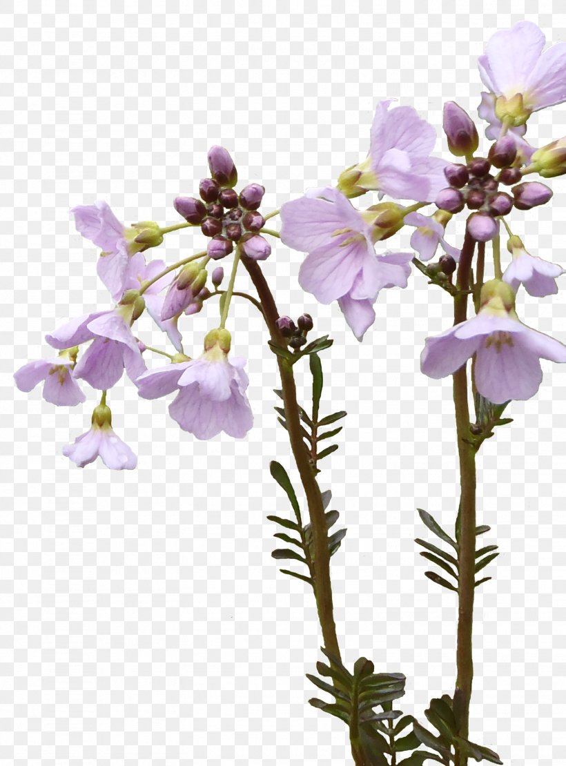 Lavender Violet Cut Flowers Plant Stem Twig, PNG, 1563x2116px, Lavender, Branch, Cut Flowers, Flower, Flowering Plant Download Free