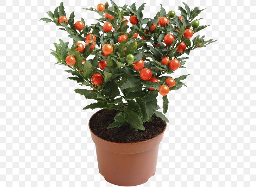 Ornamental Plant Solanum Pseudocapsicum Nightshade Blossom, PNG, 600x600px, Plant, Auglis, Blossom, Calamondin, Citrus Download Free