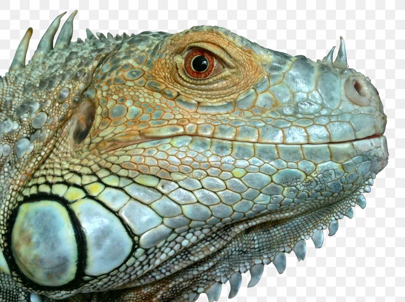 Reptile Lizard Green Iguana Clip Art Chameleons, PNG, 1280x955px, Reptile, Animal, Chameleons, Common House Gecko, Common Iguanas Download Free