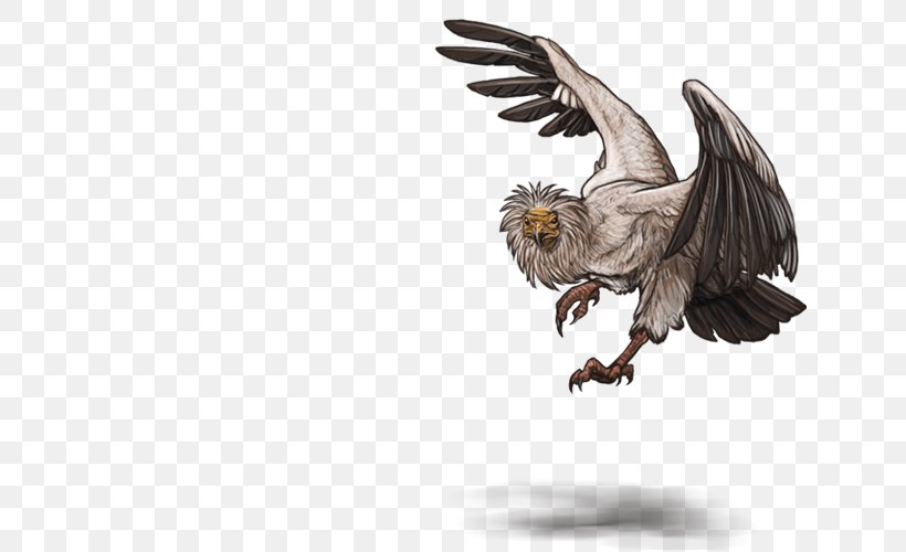 Bald Eagle Egyptian Vulture Bird Cinereous Vulture, PNG, 640x500px, Bald Eagle, Beak, Bearded Vulture, Bird, Bird Of Prey Download Free