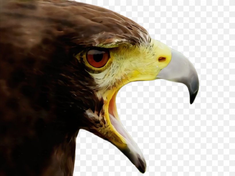 Bird Beak Bird Of Prey Eagle Hawk, PNG, 2000x1500px, Watercolor, Accipitridae, Bald Eagle, Beak, Bird Download Free