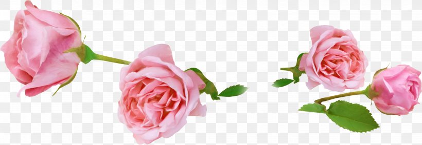 Garden Roses Animation, PNG, 2862x990px, Garden Roses, Animation, Bud, Close Up, Cut Flowers Download Free