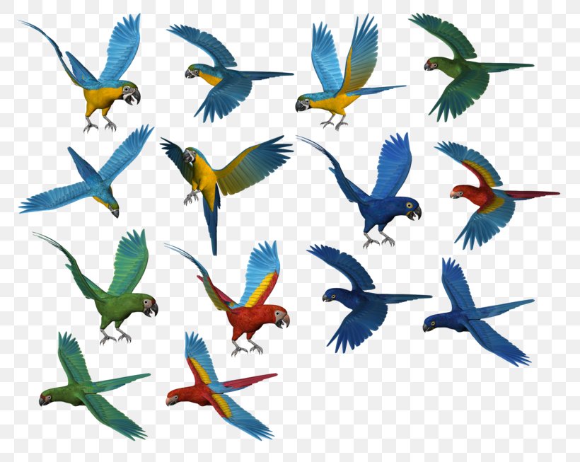 Parrot Bebop 2 Bird Clip Art, PNG, 800x653px, Parrot, Animal Figure, Beak, Bird, Common Pet Parakeet Download Free
