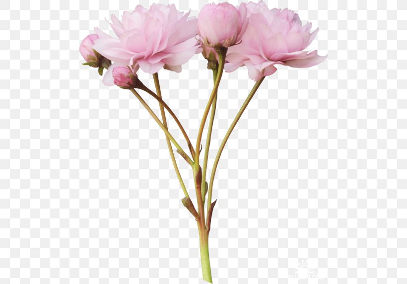 Peony Flower Tulip Clip Art, PNG, 500x572px, Peony, Artificial Flower, Carnation, Computer, Cut Flowers Download Free