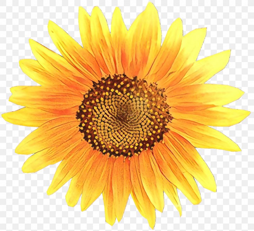 Clip Art Transparency Image Common Sunflower, PNG, 1629x1480px, Common Sunflower, Annual Plant, Asterales, Barberton Daisy, Cuisine Download Free