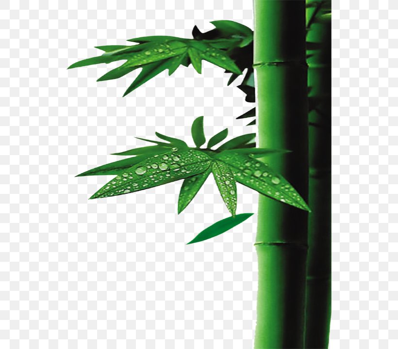 U7af9u9162u6db2 Bamboo Textile Acetic Acid Bamboo Charcoal, PNG, 547x720px, Bamboo, Acetic Acid, Bamboe, Bamboo Charcoal, Bamboo Textile Download Free