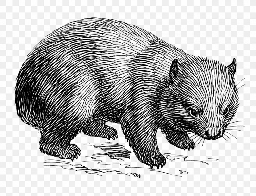 Wombat Drawing Line Art Clip Art, PNG, 1280x982px, Wombat, Animal, Bear, Beaver, Black And White Download Free