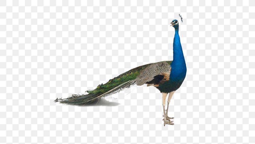 Bird Asiatic Peafowl Stock Photography Feather, PNG, 609x464px, Bird, Animal, Asiatic Peafowl, Beak, Fauna Download Free
