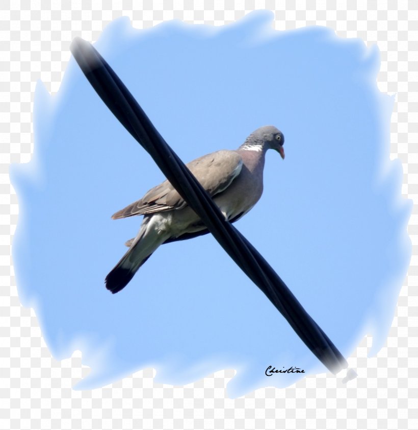 Flight Swallow Beak Wing Feather, PNG, 1168x1200px, Flight, Beak, Bird, Cuckoos, Cuculiformes Download Free