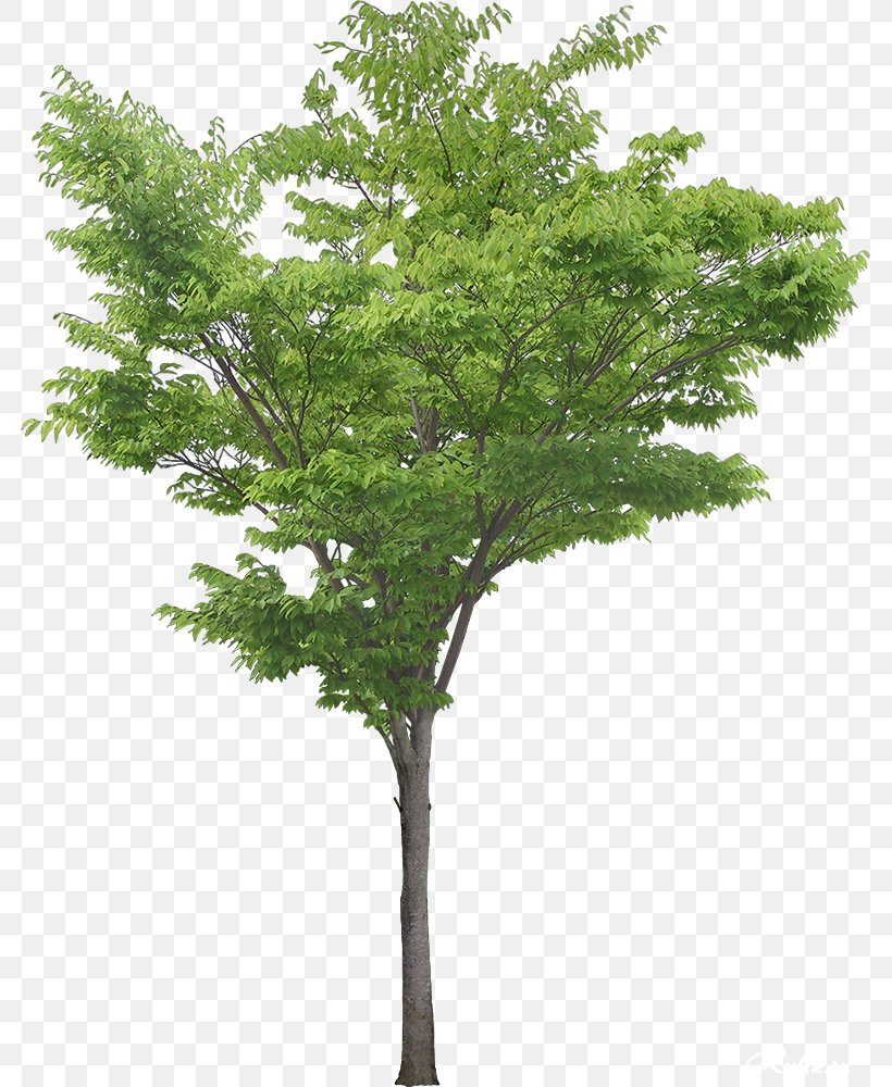 Tree White Poplar Plant, PNG, 781x1000px, Tree, Branch, Christmas Tree, Cottonwood, Information Download Free