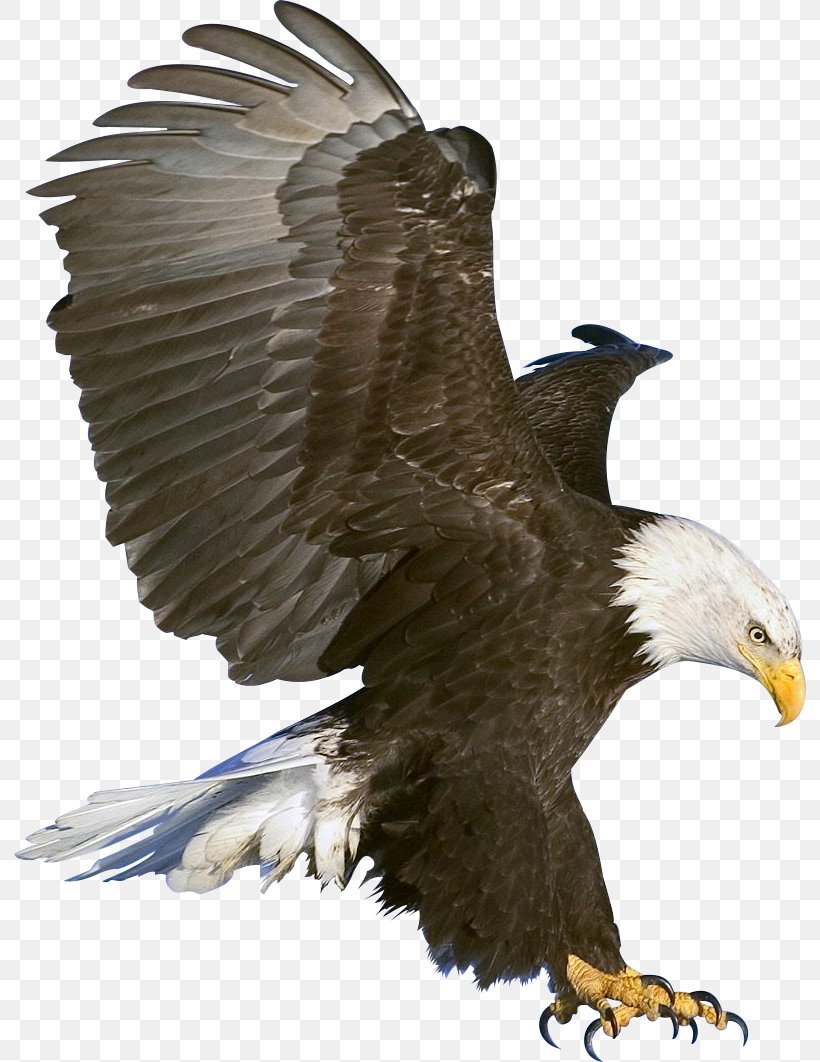 Bald Eagle Black Eagle Clip Art, PNG, 792x1062px, Bald Eagle, Accipitriformes, Beak, Bird, Bird Of Prey Download Free