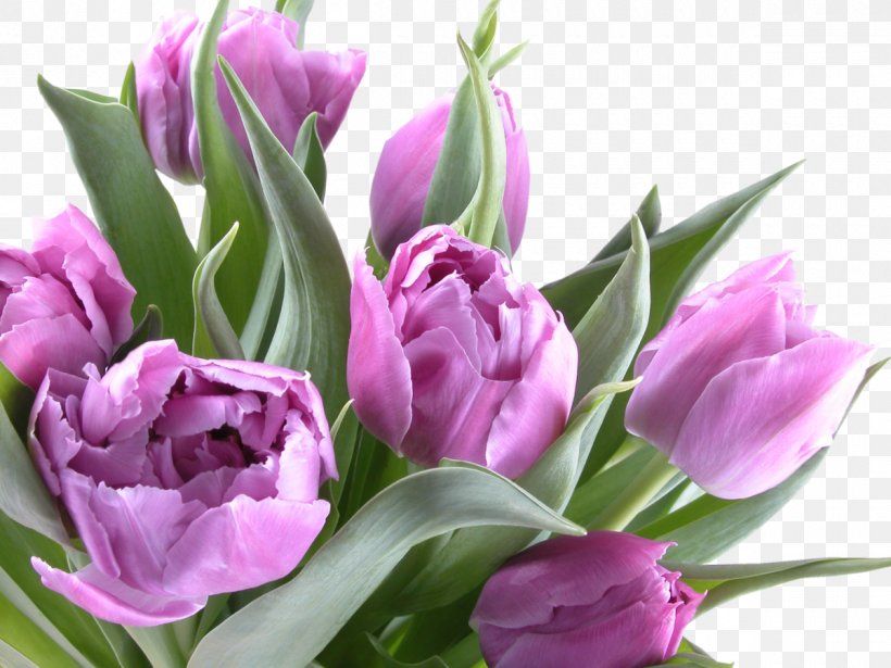Birthday Flower Tulip Daytime Widescreen, PNG, 1200x900px, Birthday, Bud, Color, Cut Flowers, Daytime Download Free