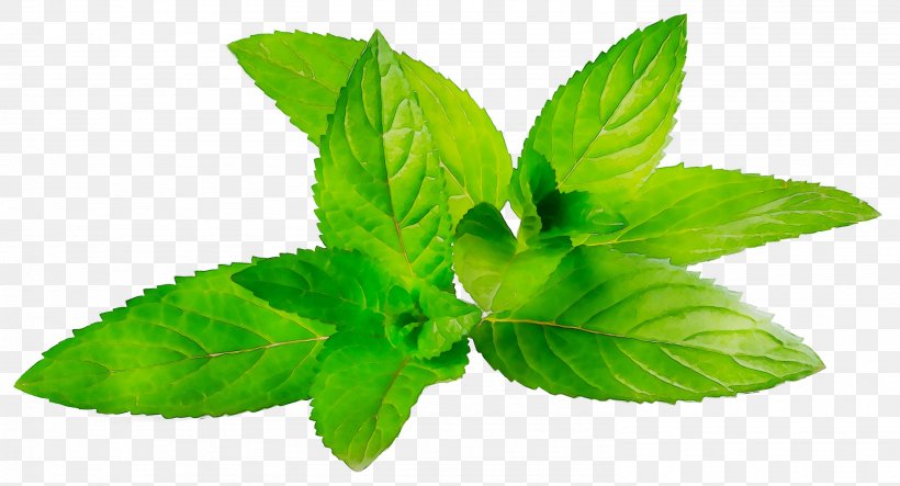 Essential Oil Herbalism Basil Spearmint, PNG, 2974x1607px, Essential Oil, Amazoncom, Aromatherapy, Basil, Flower Download Free