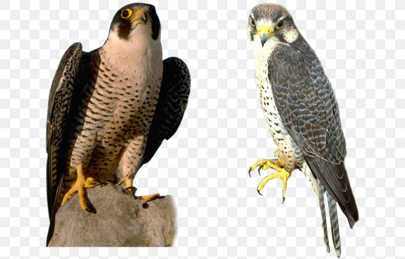 Falcon Bird, PNG, 700x525px, Falcon, Beak, Bird, Bird Of Prey, Computer Graphics Download Free