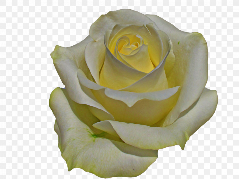 Garden Roses, PNG, 3216x2412px, White, Cut Flowers, Floribunda, Flower, Garden Roses Download Free