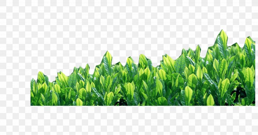 Green Tea Camellia Sinensis, PNG, 3621x1899px, Tea, Camellia Sinensis, Designer, Energy, Grass Download Free