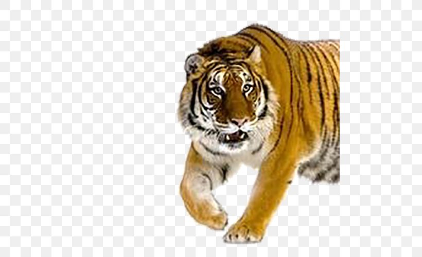 Tiger Cat, PNG, 500x500px, Tiger, Animal, Big Cats, Carnivoran, Cat Download Free