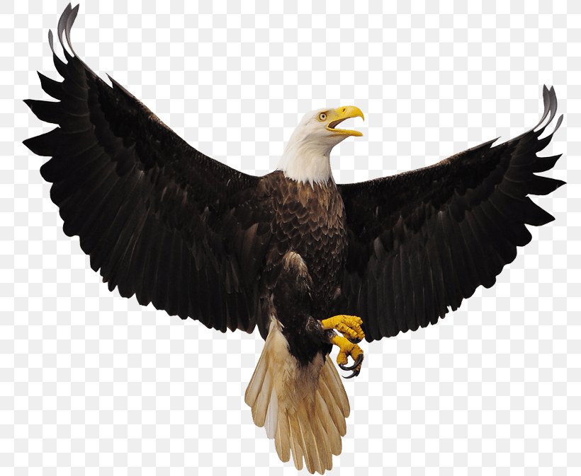 Bald Eagle Bird Stock Photography Royalty-free, PNG, 800x673px, Bald Eagle, Accipitriformes, Beak, Bird, Bird Of Prey Download Free