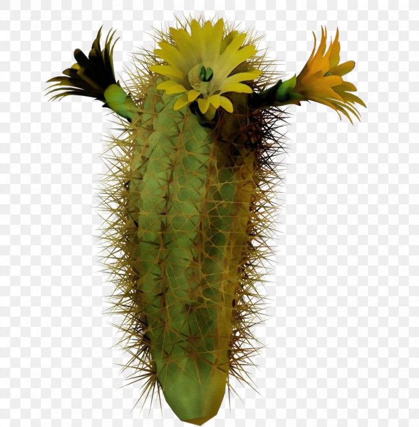 Cactus Cartoon, PNG, 885x903px, Cactus, Cactus Garden, Caryophyllales, Costa Rican Pitahaya, Echinocereus Download Free