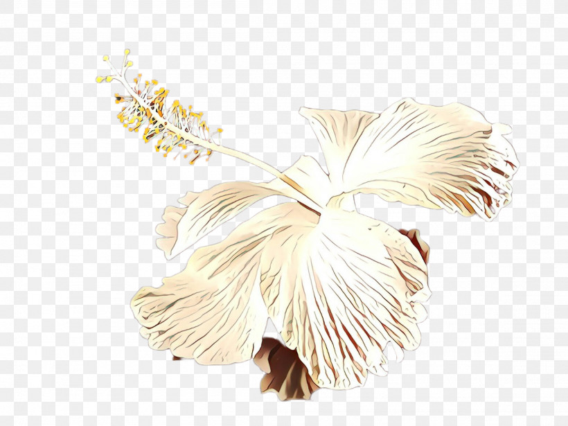 Feather, PNG, 2307x1732px, White, Feather, Plant Download Free