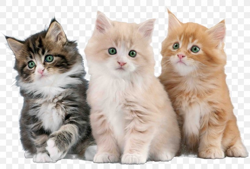 Kitten British Semi-longhair Asian Semi-longhair Ragamuffin Cat Cymric, PNG, 843x573px, Kitten, Asian Semi Longhair, Asian Semilonghair, British Semi Longhair, British Semilonghair Download Free