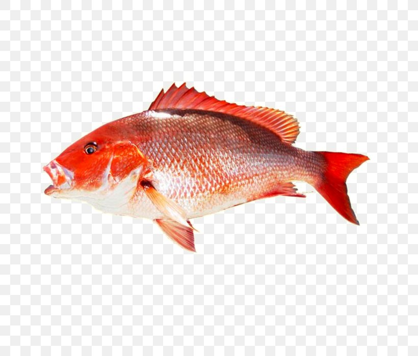 Northern Red Snapper King Mackerel Food, PNG, 700x700px, Northern Red Snapper, Animal Source Foods, Bony Fish, Feeder Fish, Fish Download Free