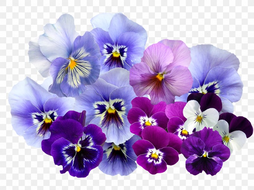 Pansy Violet Color Flower, PNG, 960x718px, Pansy, Color, Color Scheme, Flower, Flowering Plant Download Free